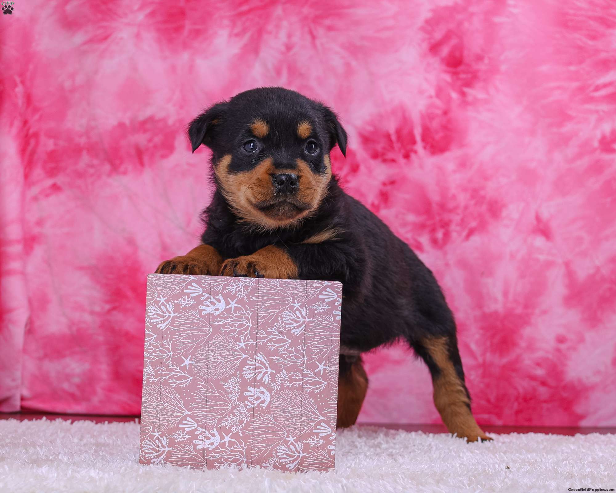 Diesel Rottweiler Puppy For Sale in Ohio